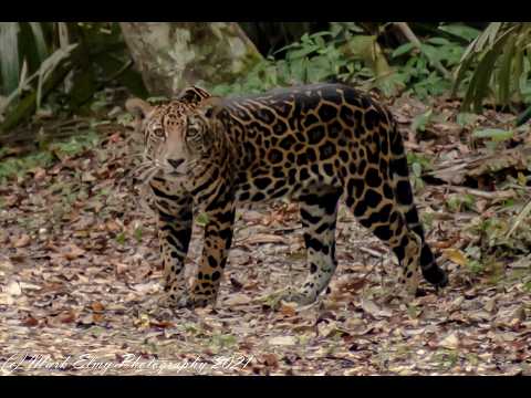 New Video - The Trecena of Ix (5th - 17th February 2026)