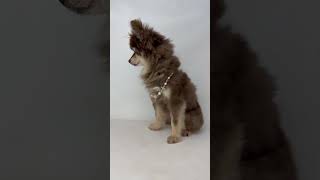 Video preview image #1 Pomeranian Puppy For Sale in Benton, LA, USA