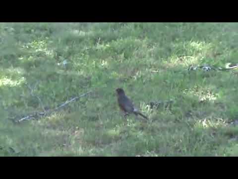 The Caretaker - Robins and Roses (in reverse)