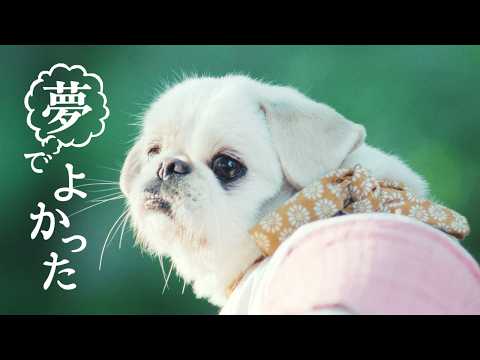 夢でよかった のサムネイル