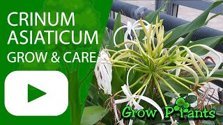 Crinum asiaticum – grow & care (herbaceous geophyte bulb)