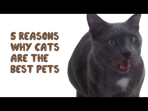 5 reasons why cats are the best pets
