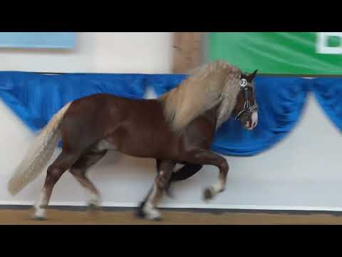 93.Verondo - SDK Hengst von Veron x Virngräfin bei der 9.FN-Bundeskaltblutschau 2022 in München-Riem