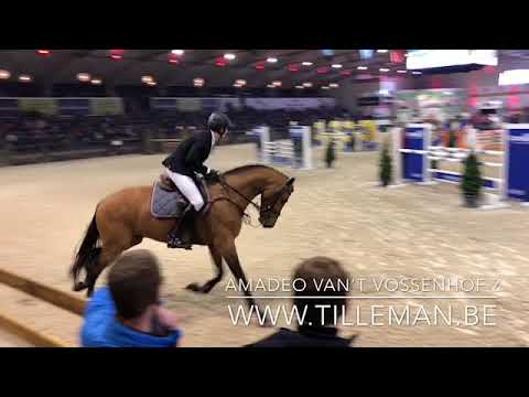 Amadeo van ' t Vossenhof z by Asca z x Carthago z