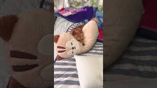 首を楽にするクッション豆柴　#shibainu #柴犬 #犬のいる暮らし #cute #可愛い