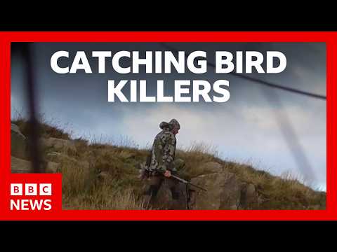 猛禽類を密猟する犯人を捕まえる | BBC News (Catching the people illegally killing Britain’s birds of prey | BBC News)