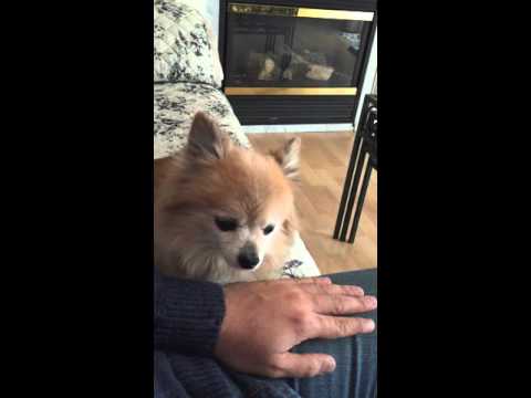 Jass(must cute 15 years old dog)