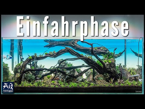 Einfahrphase im Aquarium komplett erklärt | AquaOwner