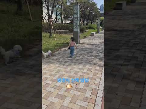 They are good friends with each other. #dog #cute #clandy #puppy #starheart #baby