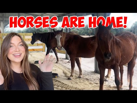 BRINGING THE HORSES TO MY NEW FARM | Building My NEW DREAM HORSE BARN PART 3