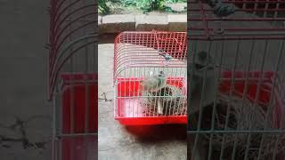 Download lagu ANAK TUNGGAL BURUNG TRUCUKAN mp3 Download lagu ANAK TUNGGAL BURUNG TRUCUKAN mp3