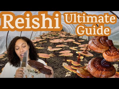 Supercharge Your Health: The Complete Guide to Reishi Mushroom Unveiled!