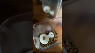 【猫多頭飼い】猫たちの朝ごはん #猫動画 #cat #猫かわいい