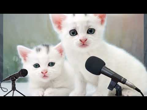 cat singing mera dil bhi kitna pagal hai remix!!! Billi ne gaya mera dil bhi kitna pagal hai!!!