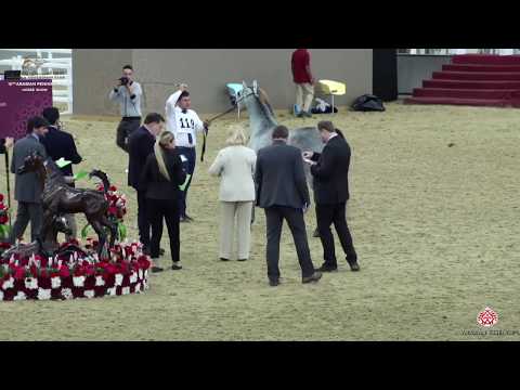 N 119 EFREEN AL RAYYAN   10th Qatar International Arabian Peninsula Horse Show 2020   2 Years Old