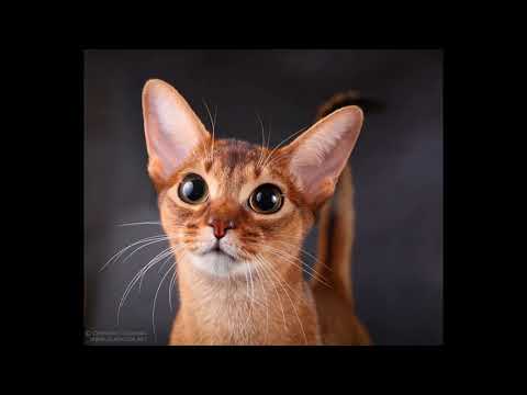 average lifespan of abyssinian cat