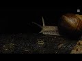Mister Maker Series 3 Episode 10 Snail 2010
