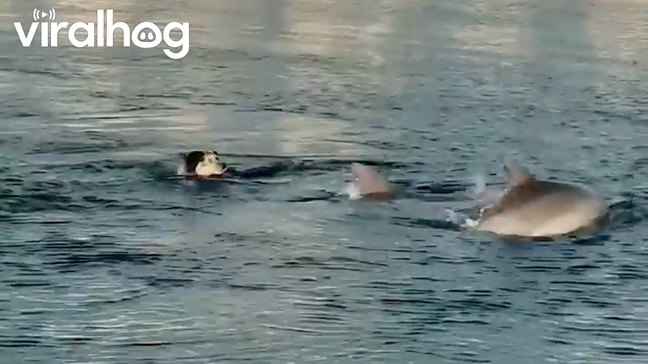 Dog Loves Swimming With Dolphins || ViralHog