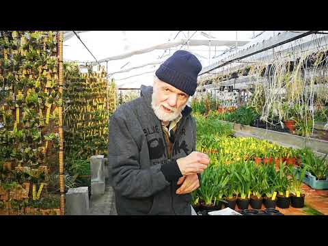 la pianta di orchidea più piccola nel 1981 era grande 1 cm, ora trovata una grande  2,1 millimetri