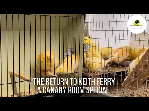 The Return to The Birdroom of Keith Ferry - A Canary Room Special