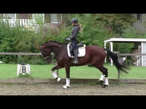 2017 Wallach von Feinrich  Angeritten Qualität und Brav