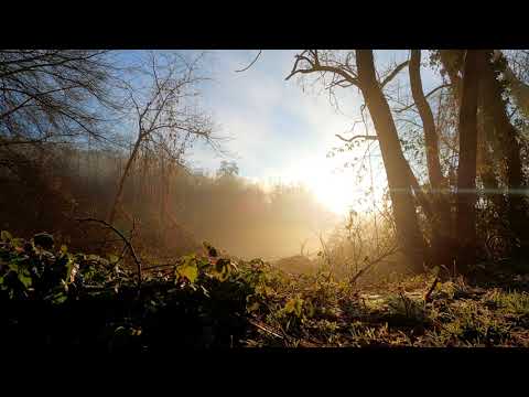 Blue nightingale and river songbird in the Green Forest 4K on a Sunny Summer Day