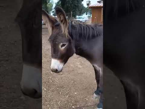 Vídeo de DORA