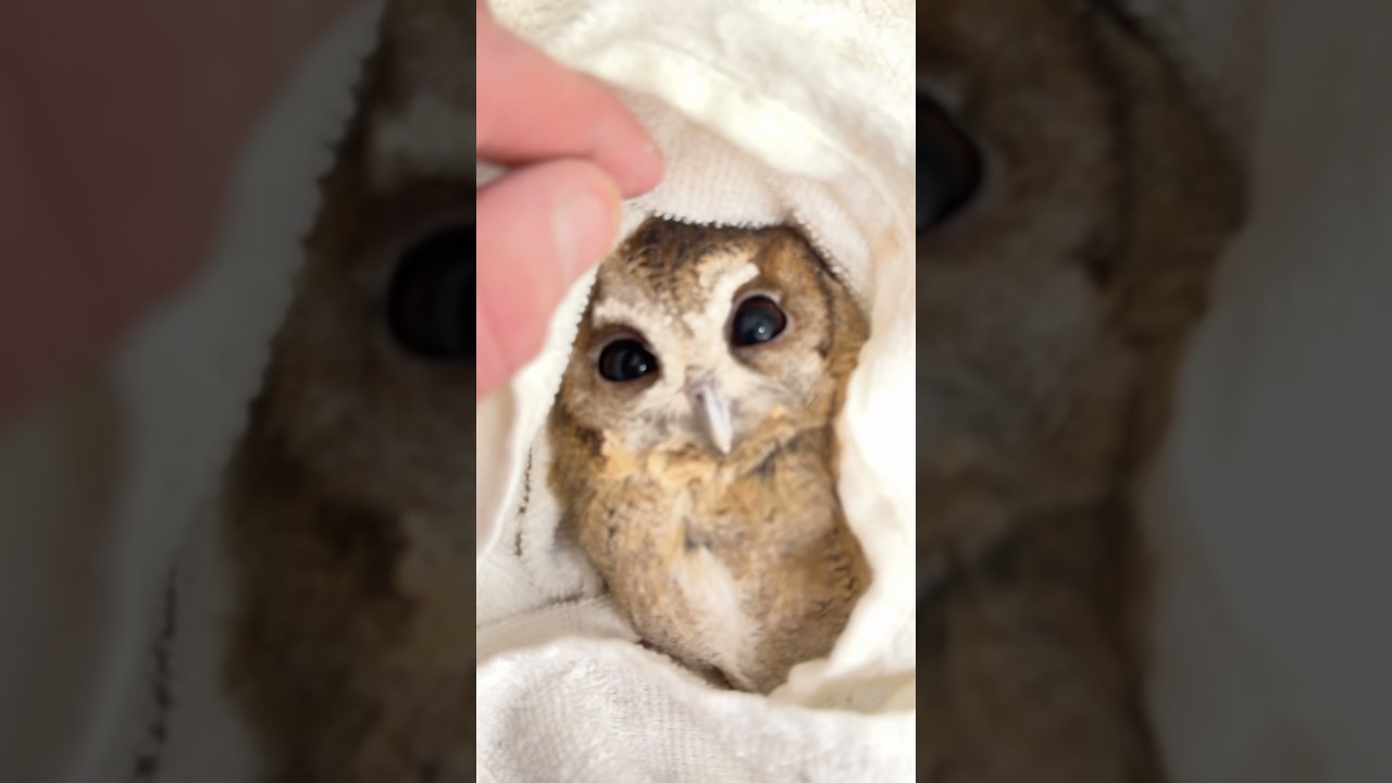 🟢 餌のご注文👉新鮮・安全・スピード配送。梟宅配便が全国へ🚚#冷凍マウス #冷凍ヒヨコ #冷凍ウズラ #スネークフード #猛禽類 #爬虫類 #インドオオコノハズク