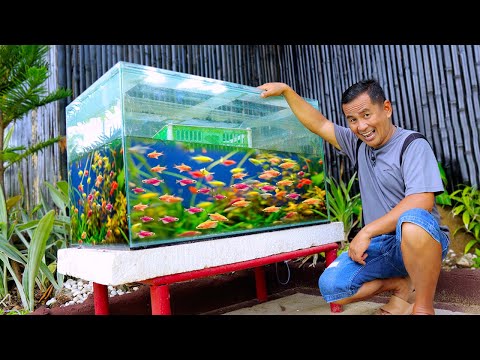 Tetra Fish Breeding at Home in an Easy Way using a 100-gallon Aquarium!