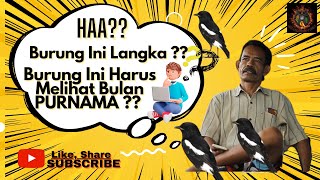 Download lagu Burung Langka !! Cara Perawatan Burung Decu Agar Cepat Gacor Ala Pak De Sangaji Di Manado mp3 Download lagu Burung Langka !! Cara Perawatan Burung Decu Agar Cepat Gacor Ala Pak De Sangaji Di Manado mp3