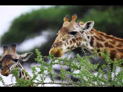 Let's Compare the Animals