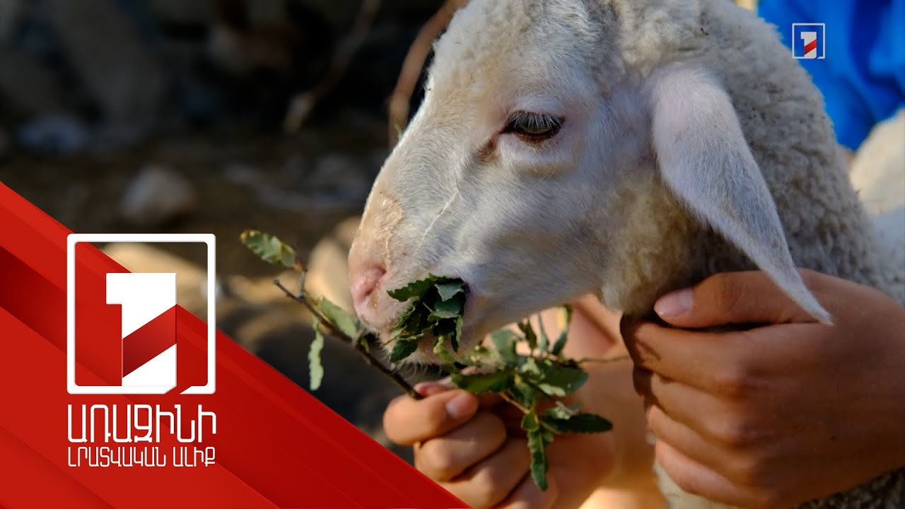 Հայաստանի տոհմային ոչխարաբույծների ասոցիացիան առաջարկում է ներդնել բոնիտավորման համակարգ