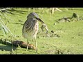 Did The Squacco Heron Manage To Eat The Big Frog