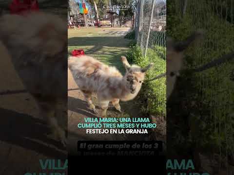 🦙 VILLA MARIA: Una llama cumplió tres meses y hubo festejo en la granja