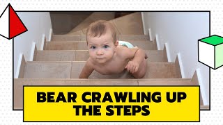 Bear Crawling Up The Stairs