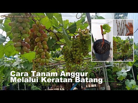 , title : 'Cara Tanam Anggur Dari Keratan Batang'