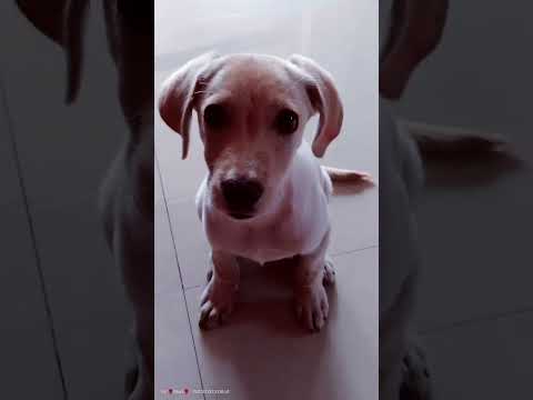 Leo & Scooby #petlover #petlovers #puppy #viralshort #trending #shorts