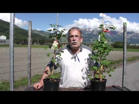 Ginkgo biloba - Ein lebendes Fossil