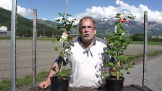 Ginkgo biloba - Ein lebendes Fossil