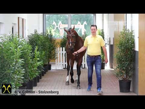 Verden Stallion Licensing 2020 - No. 8 Stallion by Colman - Stolzenberg - Likoto xx