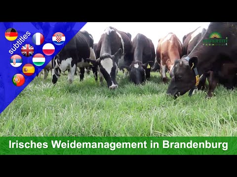 Innovativ weiden - Ganzjährige Weidehaltung in Brandenburg (Betrieb Paul Costello)