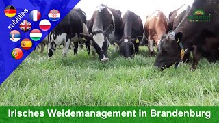 Innovative grazing - All-season grazing in Brandenburg (Paul Costello farm)