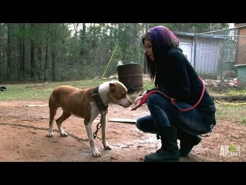 Tania Leads the Rescue to Save Ten Dogs | Pit Bulls and Parolees