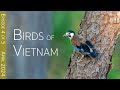 Southern Vietnam Birding Adventure:  Lam Dong | EPISODE 4 of 5