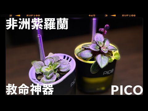 非洲紫羅蘭救命 #神器 #Pico #廣東話 #GrowWithPico