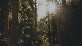 The Wind- Cat Stevens [LEGENDA/TRADUÇÃO]