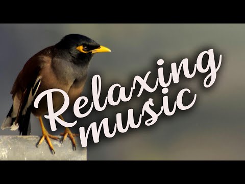 Echoes of the Earth: Melodic Sounds in Nature’s Embrace