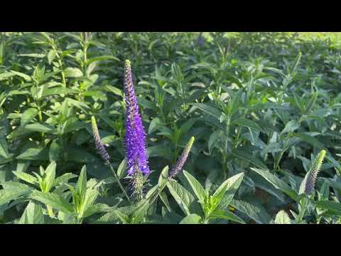 Get Over Yourself / Pseudolysimachion spicatum flower ☴☲