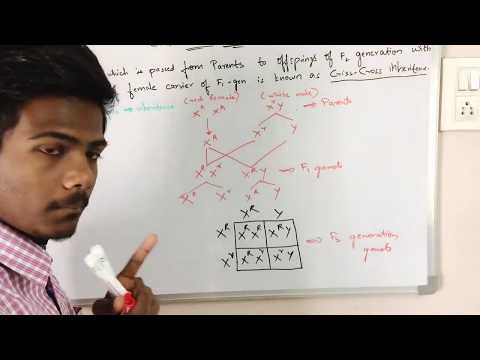 POINT MUTATION BY PHANINDRA GUPTHA