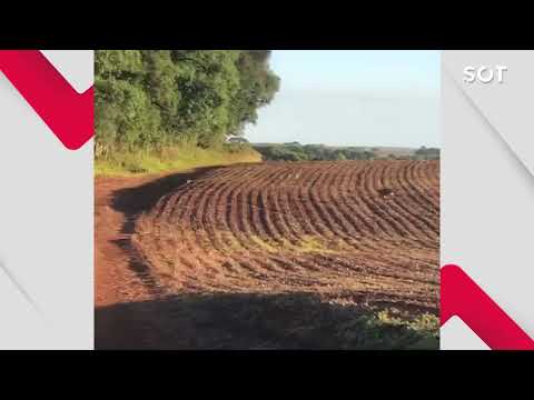 Onça-parda é avistada em propriedade rural de Honório Serpa